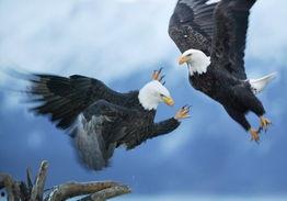 盘州美鹰最近大爆料新闻,揭秘行业背后惊人真相  第1张